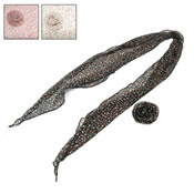 Neck Scarf with Rose Clip